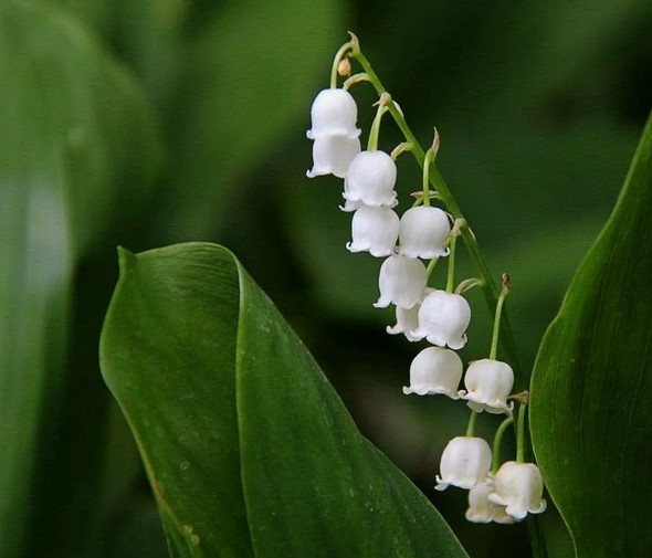 30 интересных фактов о ландышах