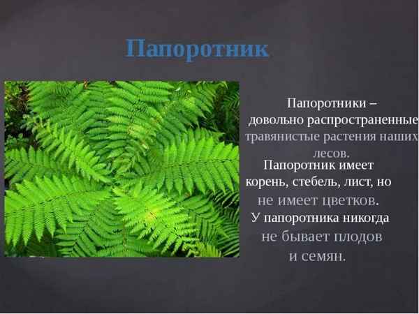Цветок папоротника: описание серий и краткое содержание