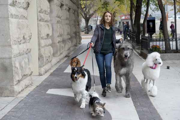 Собачья жизнь (A Dog's Purpose, 2017) — полный сюжет фильма